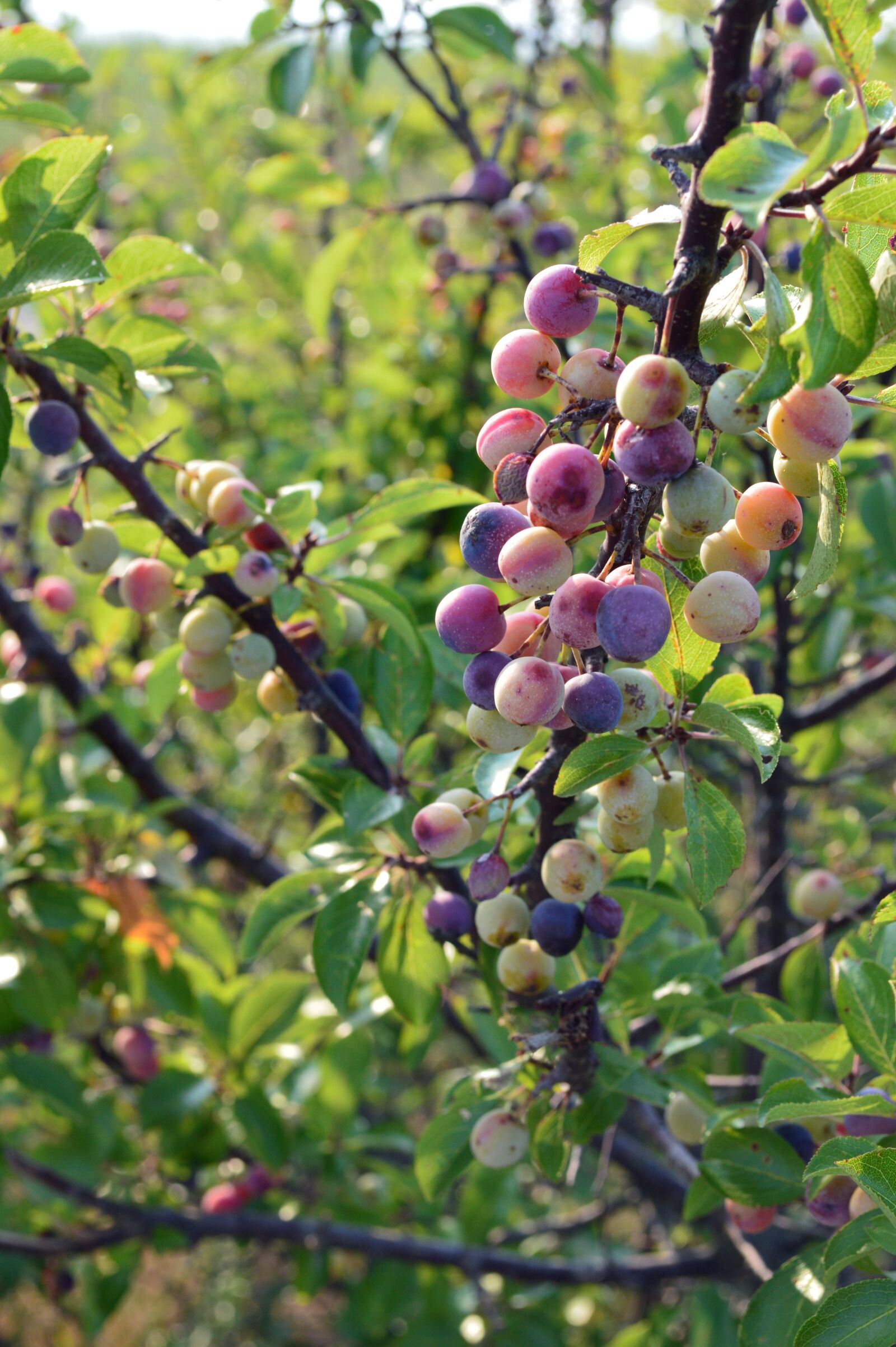 Nikon D3200 sample photo. Beach plums, ripe, natural photography
