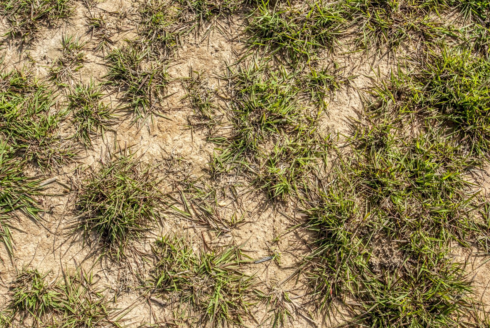 Nikon D80 sample photo. Background, grass, green photography