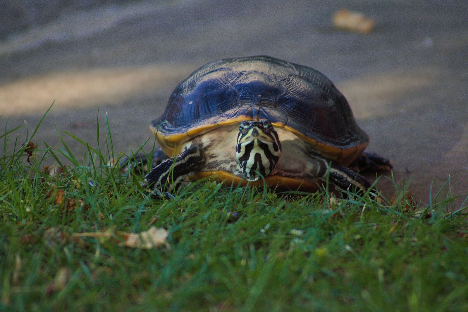 Canon EF 55-200mm F4.5-5.6 II USM sample photo. Water turtle, turtle, reptile photography