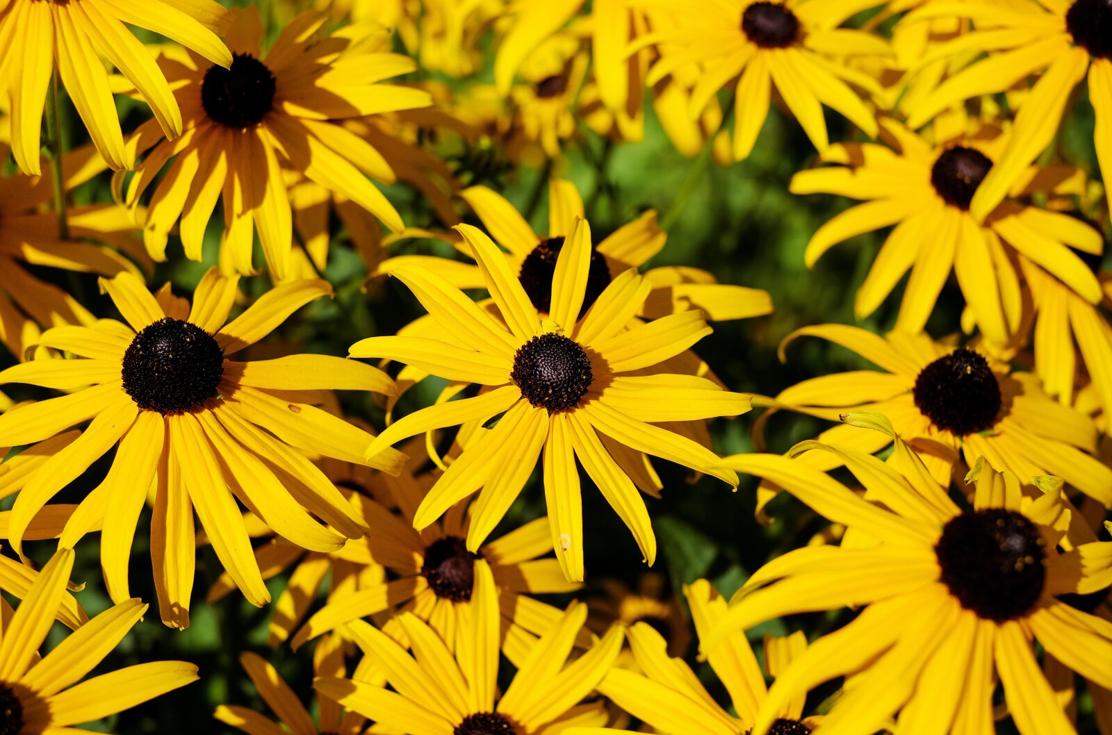 Fujifilm X-T10 + Fujifilm XF 35mm F1.4 R sample photo. Flower, coneflower, ordinary sonnenhut photography