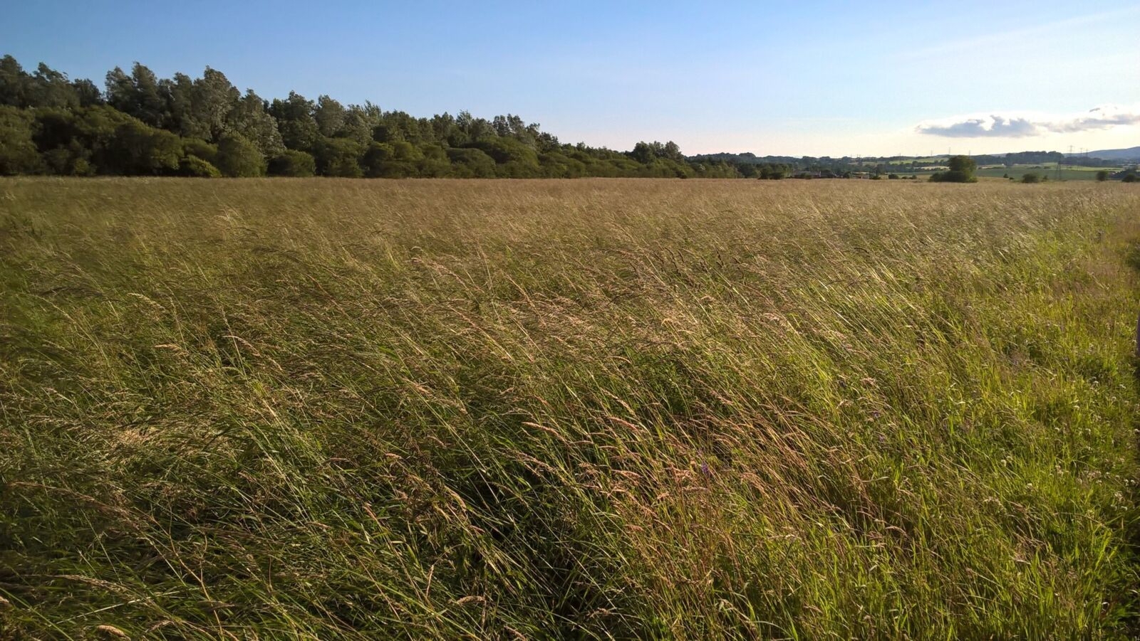Microsoft Lumia 640 LTE sample photo. Field, grass, meadow photography