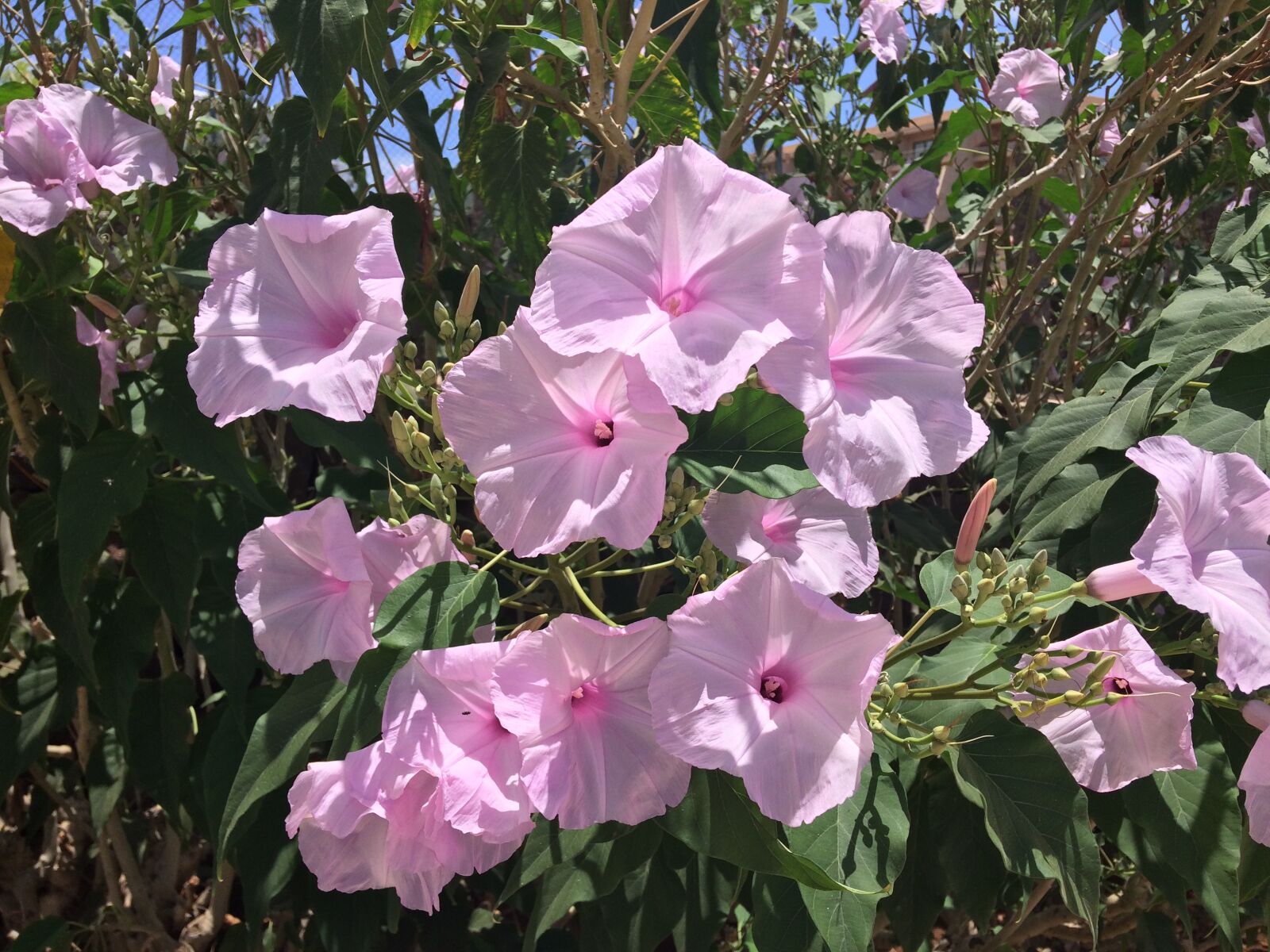 iPhone 5s back camera 4.15mm f/2.2 sample photo. Pink, flowers, bloom photography