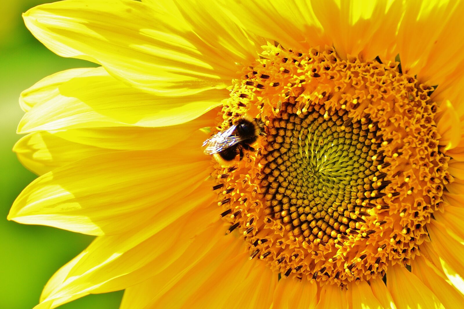 Nikon D3200 sample photo. Sunflower, hummel, summer photography