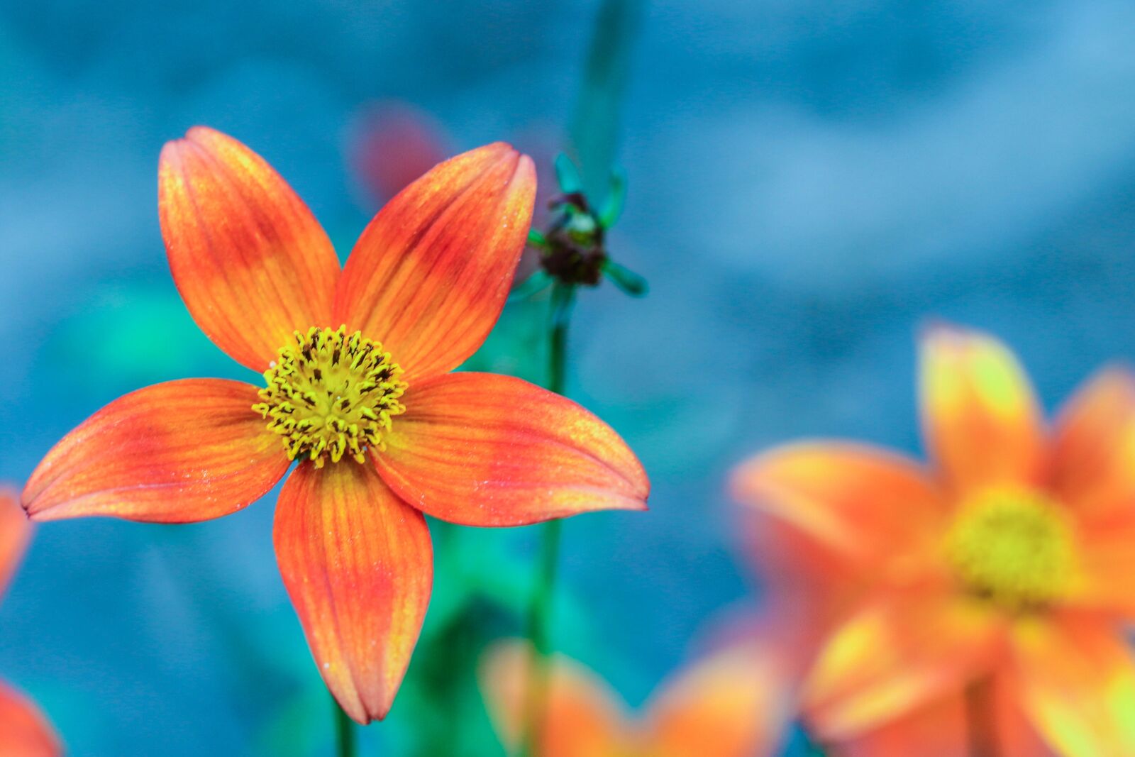 Canon EOS 7D Mark II sample photo. Flower, summer flower, orange photography