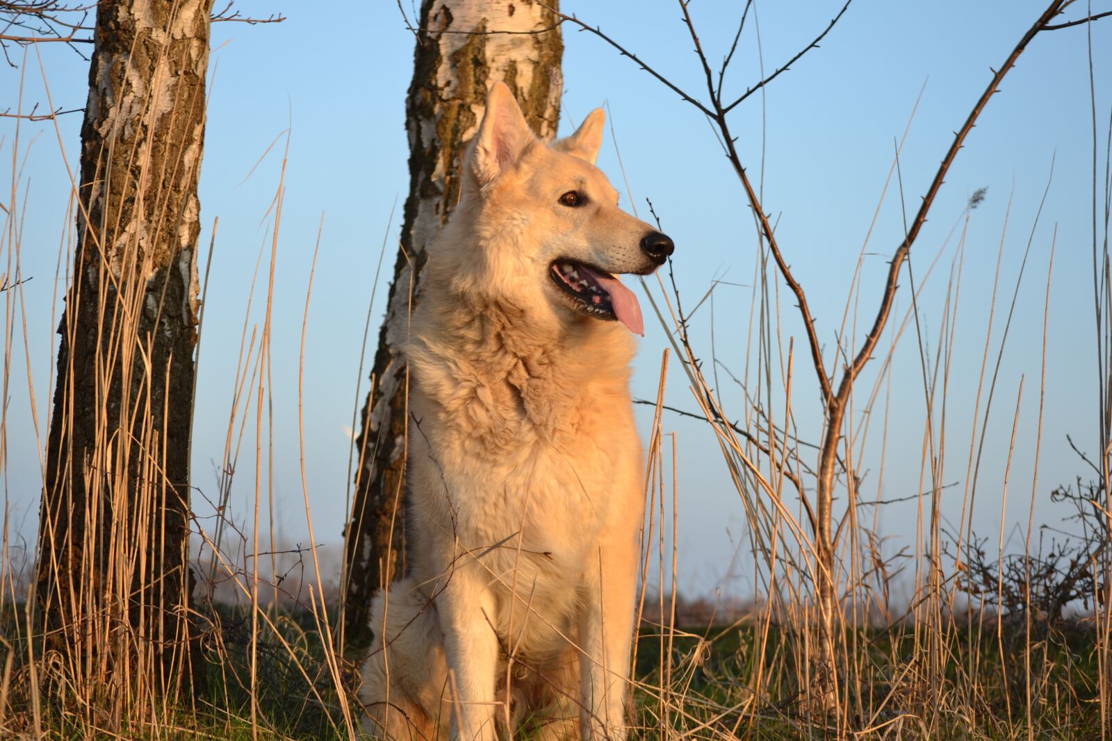 Nikon D3100 sample photo. Animal, dog, sled dog photography