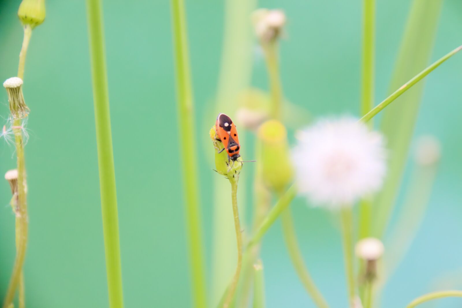 Canon EOS 70D + Canon EF-S 18-200mm F3.5-5.6 IS sample photo. Insect, gendarme, nature photography