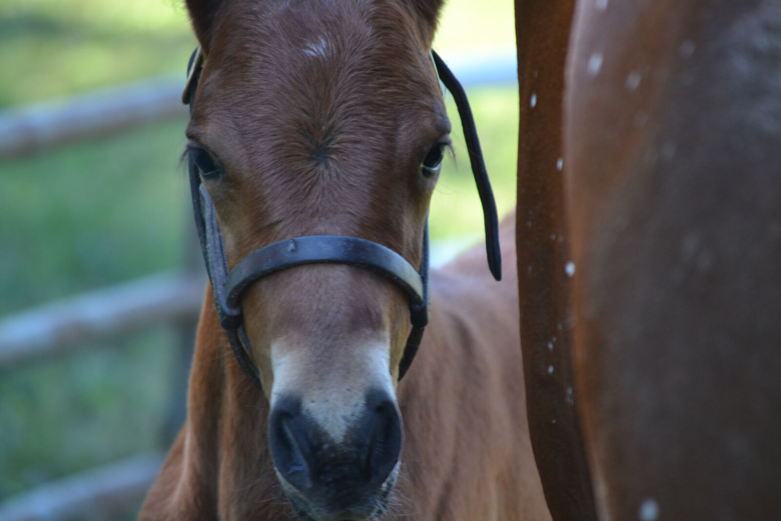 Nikon D3100 sample photo. Equine, horse, foal photography