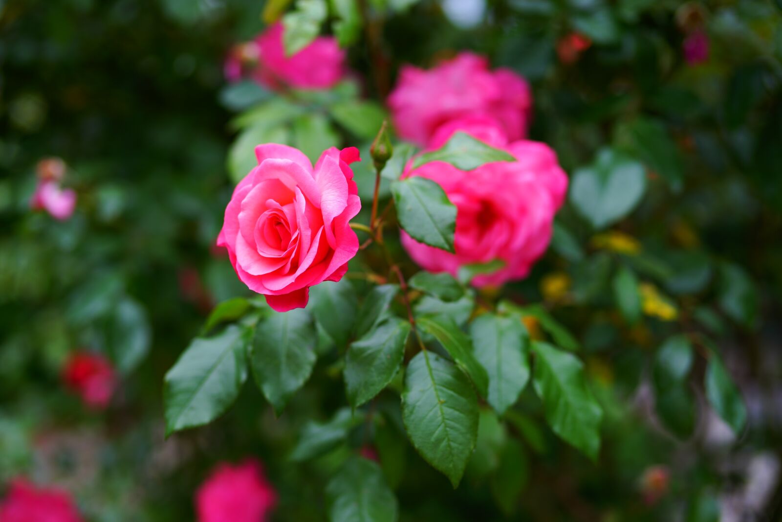 Sony a99 II sample photo. Flower, blossom, bloom photography