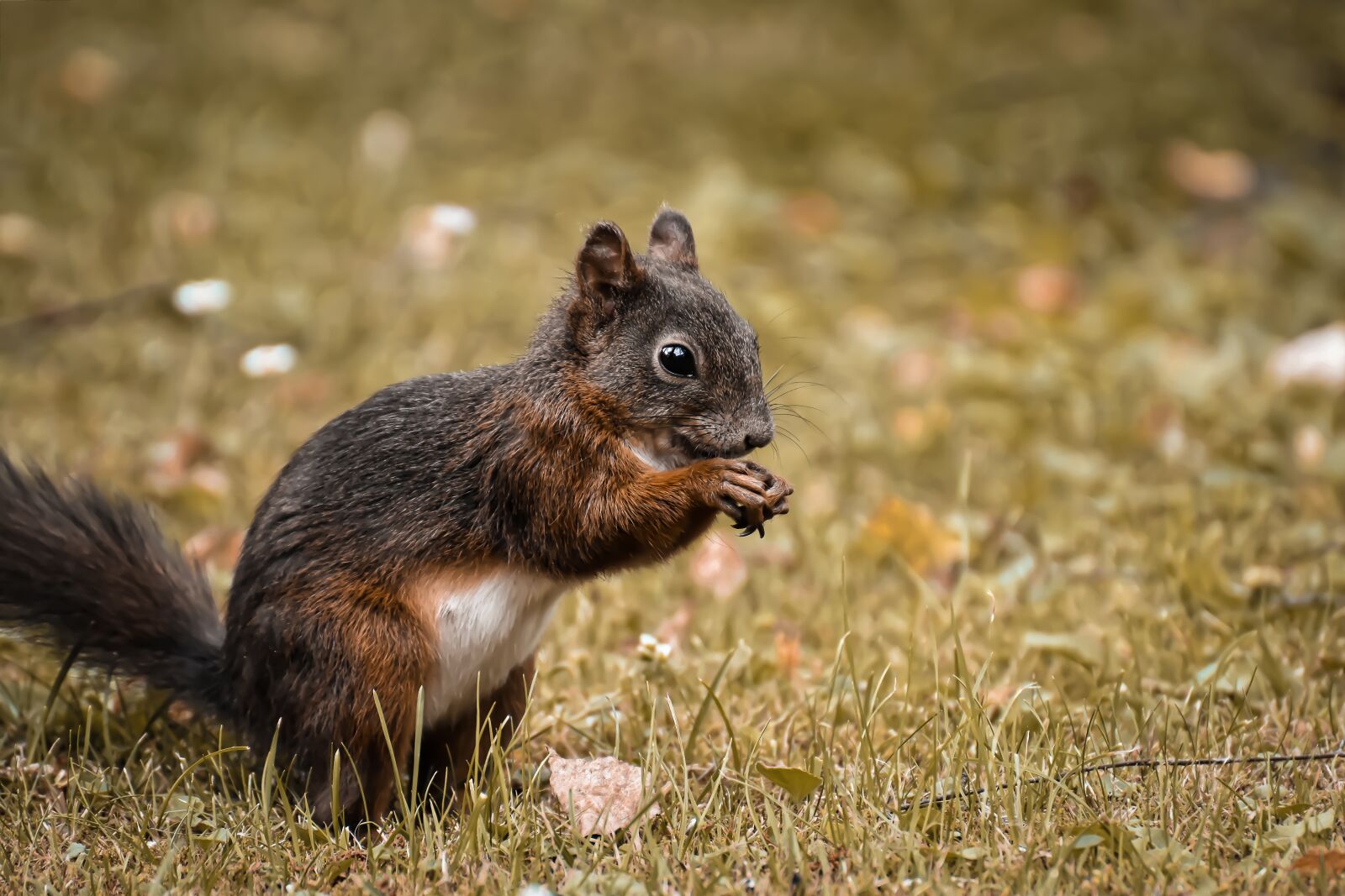 Nikon D7200 sample photo. Squirrel, nager, animal photography