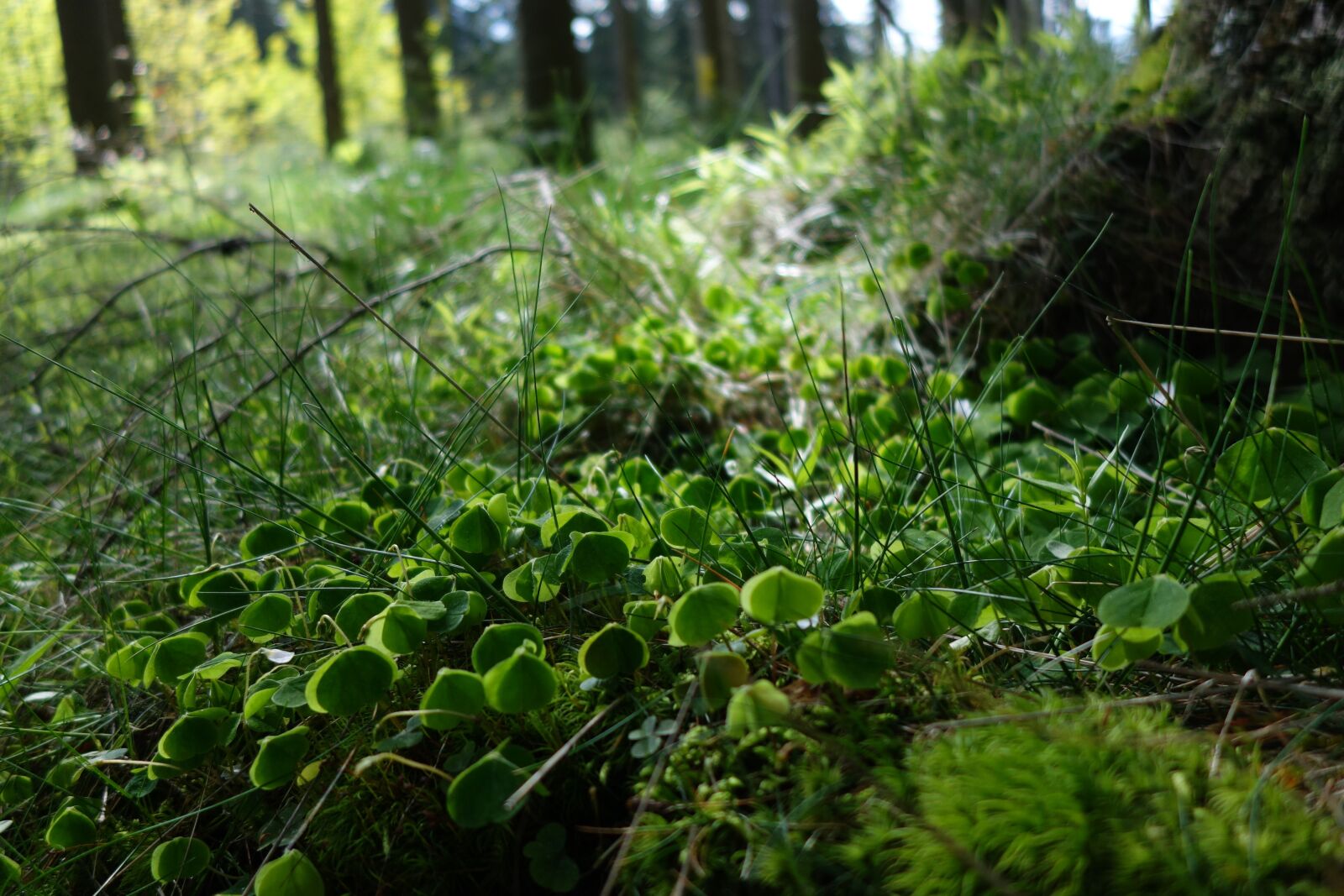 Sony Cyber-shot DSC-RX100 II sample photo. Nature, plant, leaf photography
