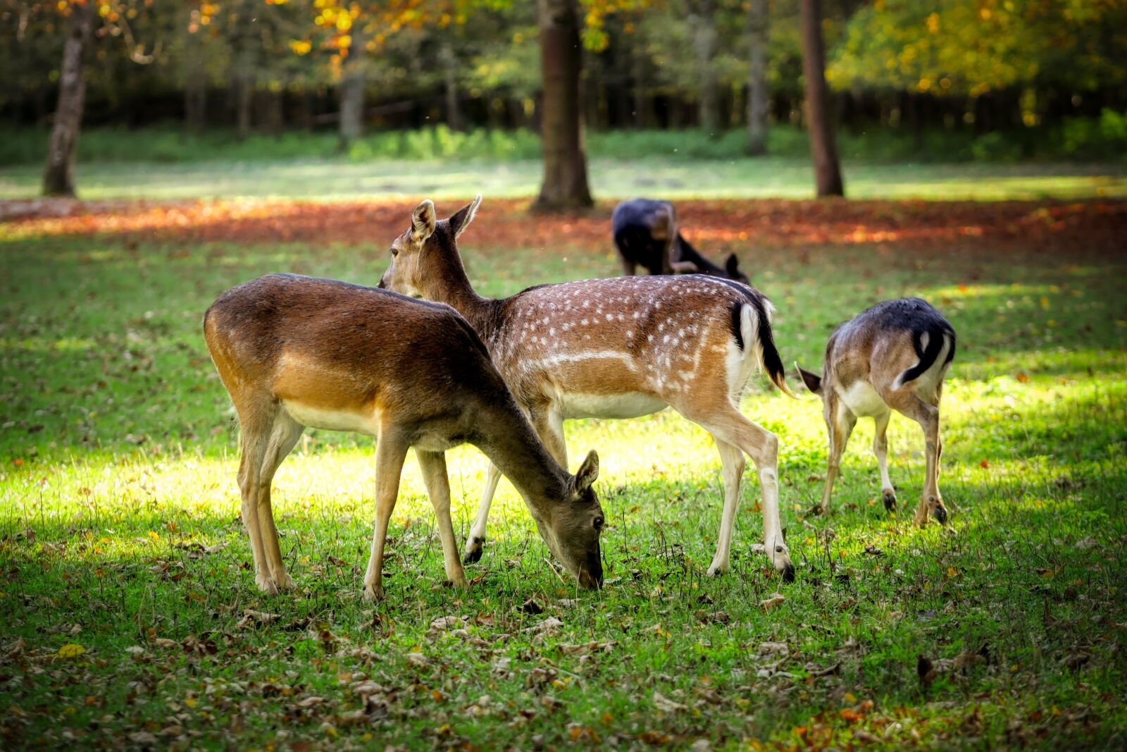 Panasonic Lumix DC-G90 (Lumix DC-G91) sample photo. Roe deer, glade, meadow photography