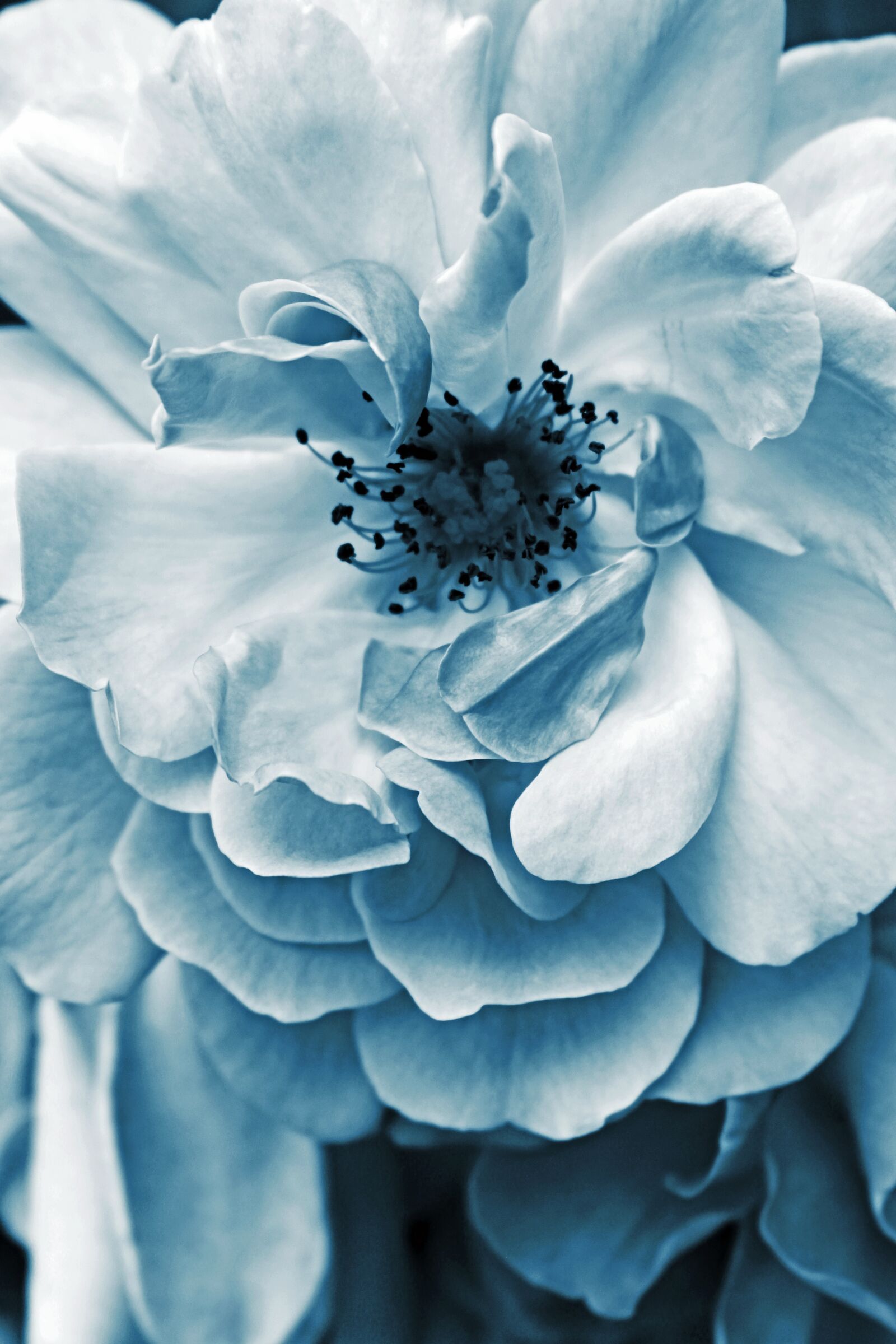 Canon EOS 700D (EOS Rebel T5i / EOS Kiss X7i) sample photo. Blue, rose, bloom photography