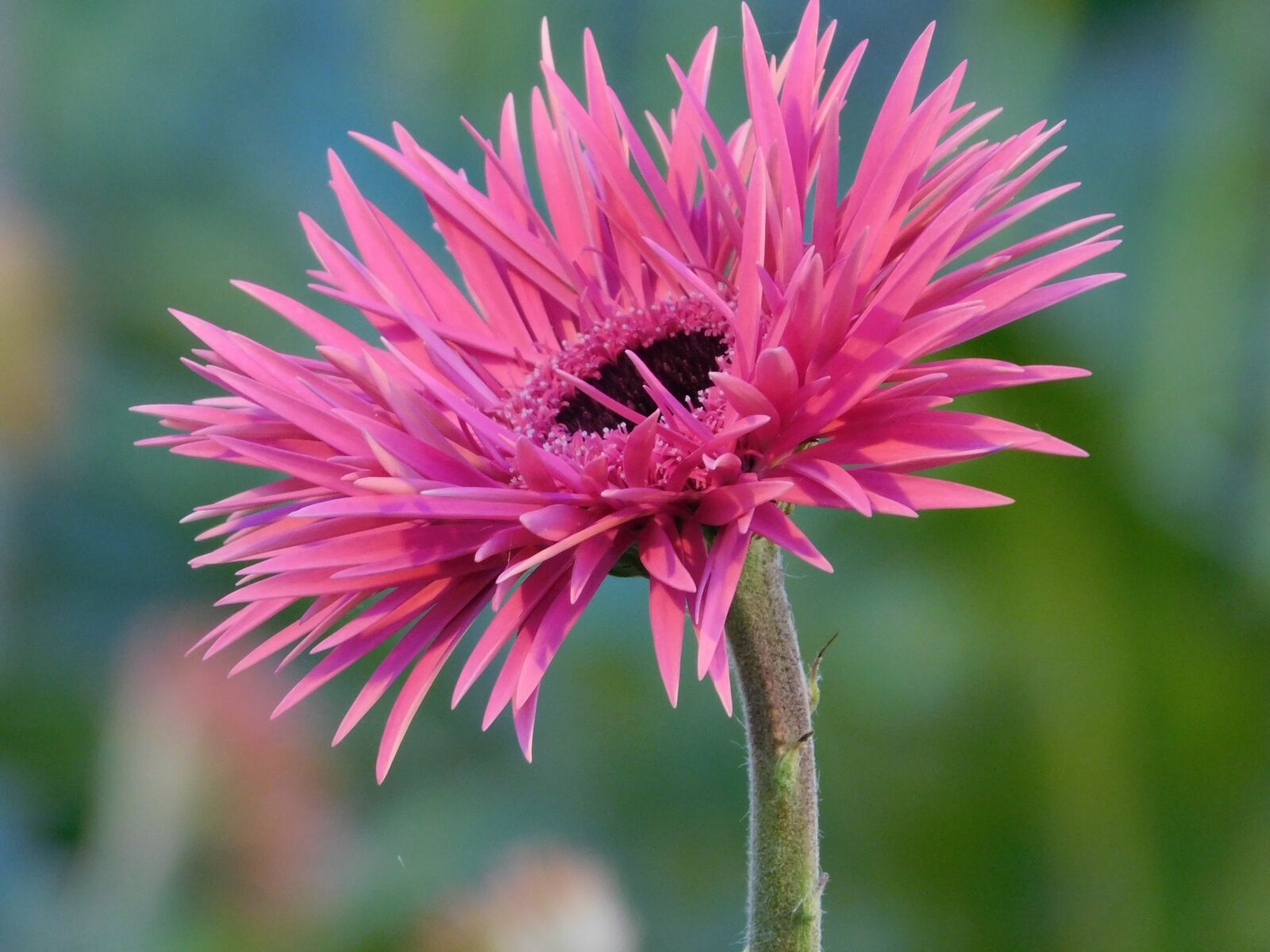 Nikon Coolpix L840 sample photo. Flower, gerbera, pink photography