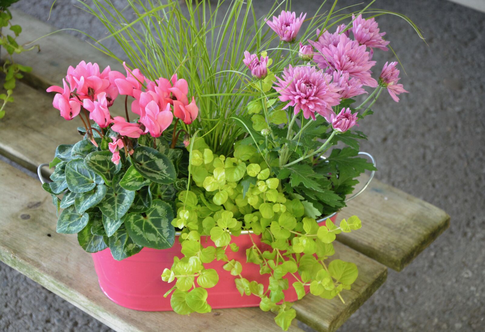 Nikon D5200 sample photo. Pink flowers, green leaves photography