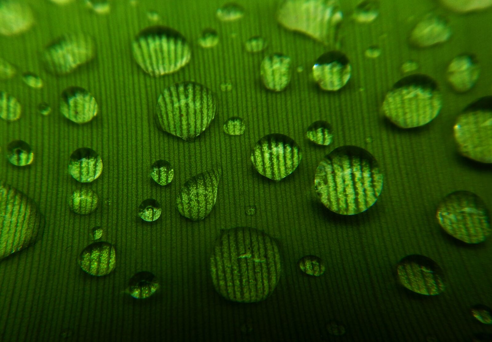 Nikon Coolpix AW110 sample photo. Drops, green, leaf photography