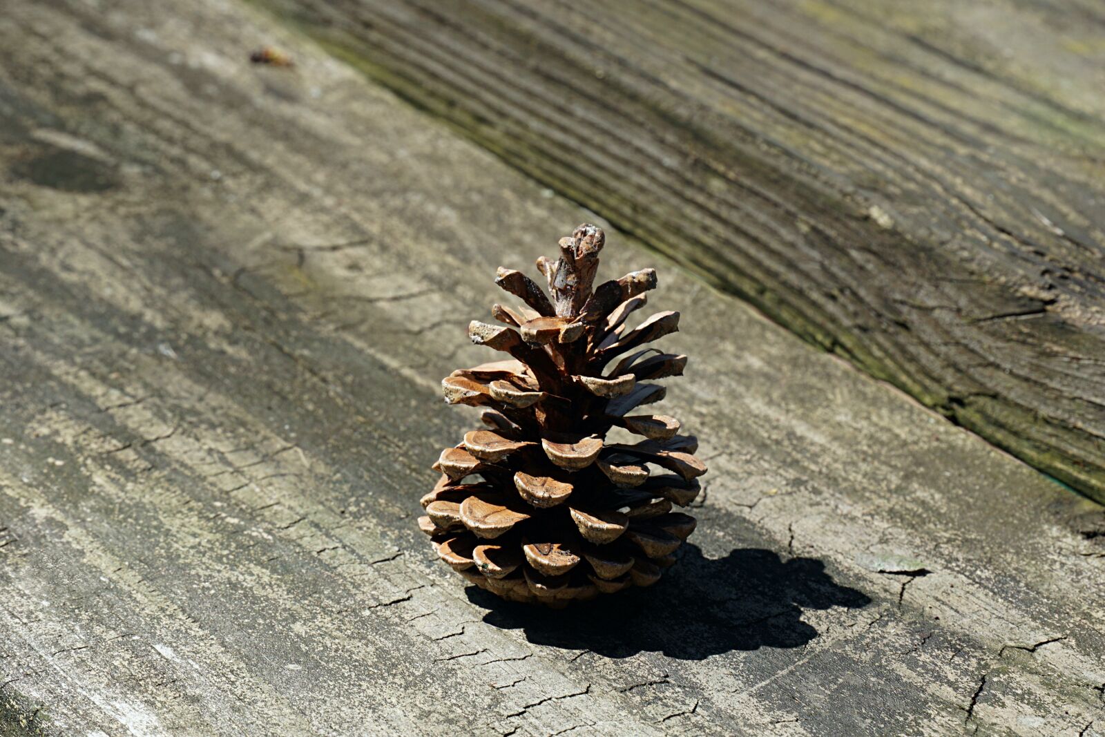 Sony a6000 + Sony E 18-135mm F3.5-5.6 OSS sample photo. Pinecone, wood, cone photography