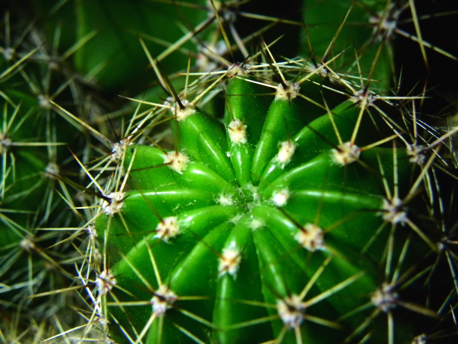 Nikon Coolpix P100 sample photo. Cactus, green, spikes photography