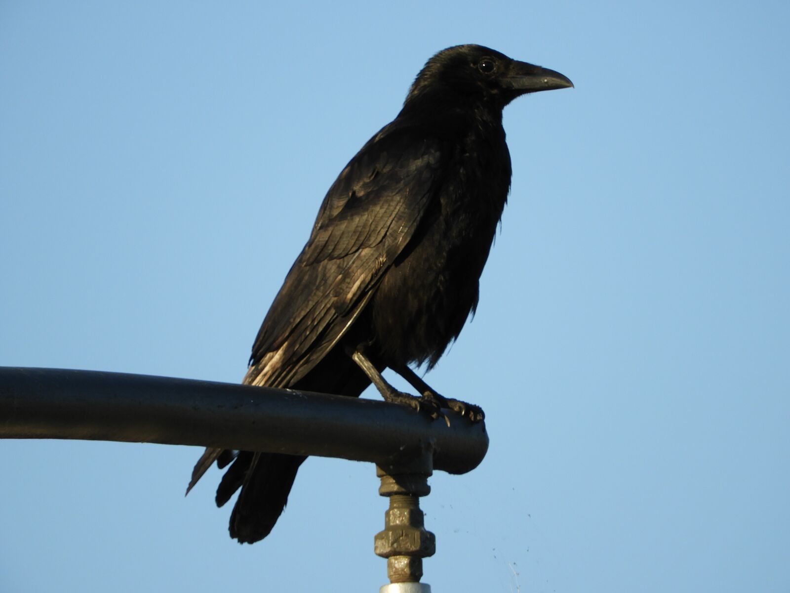 Nikon Coolpix B700 sample photo. Raven, bird, city photography