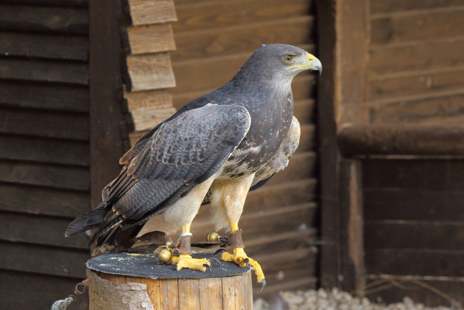 Canon EF-S 55-250mm F4-5.6 IS II sample photo. Raptor, bird of prey photography