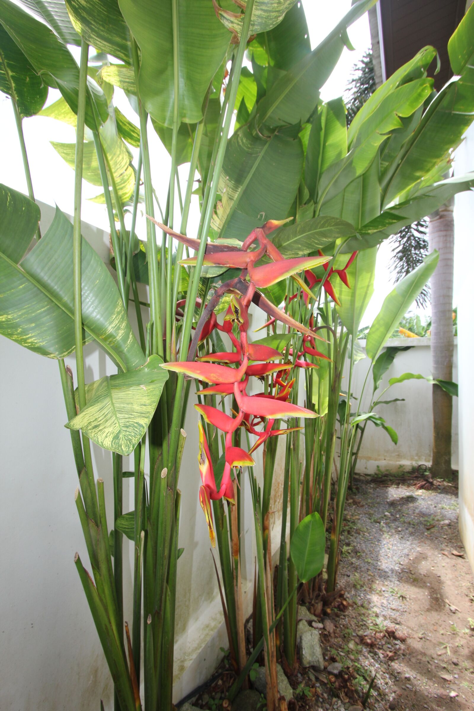 Canon EOS 550D (EOS Rebel T2i / EOS Kiss X4) sample photo. Flower, phuket, thailand photography