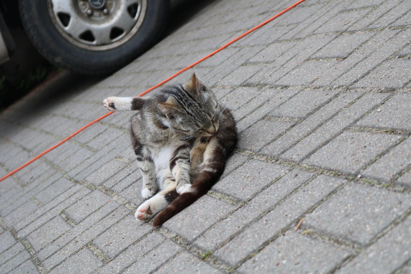 Canon EOS 750D (EOS Rebel T6i / EOS Kiss X8i) sample photo. Cat, cable, auto photography