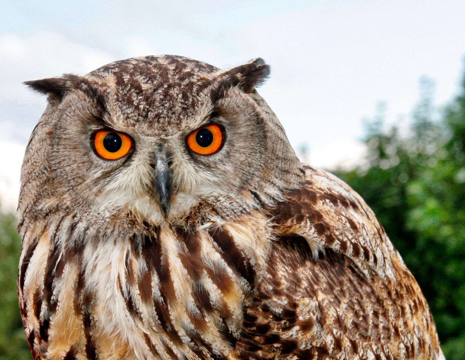 Canon EOS 450D (EOS Rebel XSi / EOS Kiss X2) sample photo. Bird of prey, owl photography
