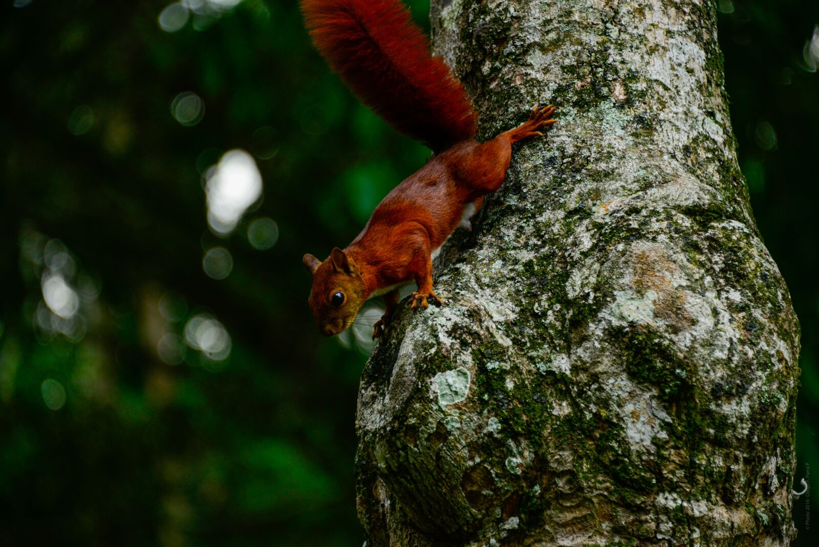 Nikon D800 sample photo. Animal, animals, wallpaper photography