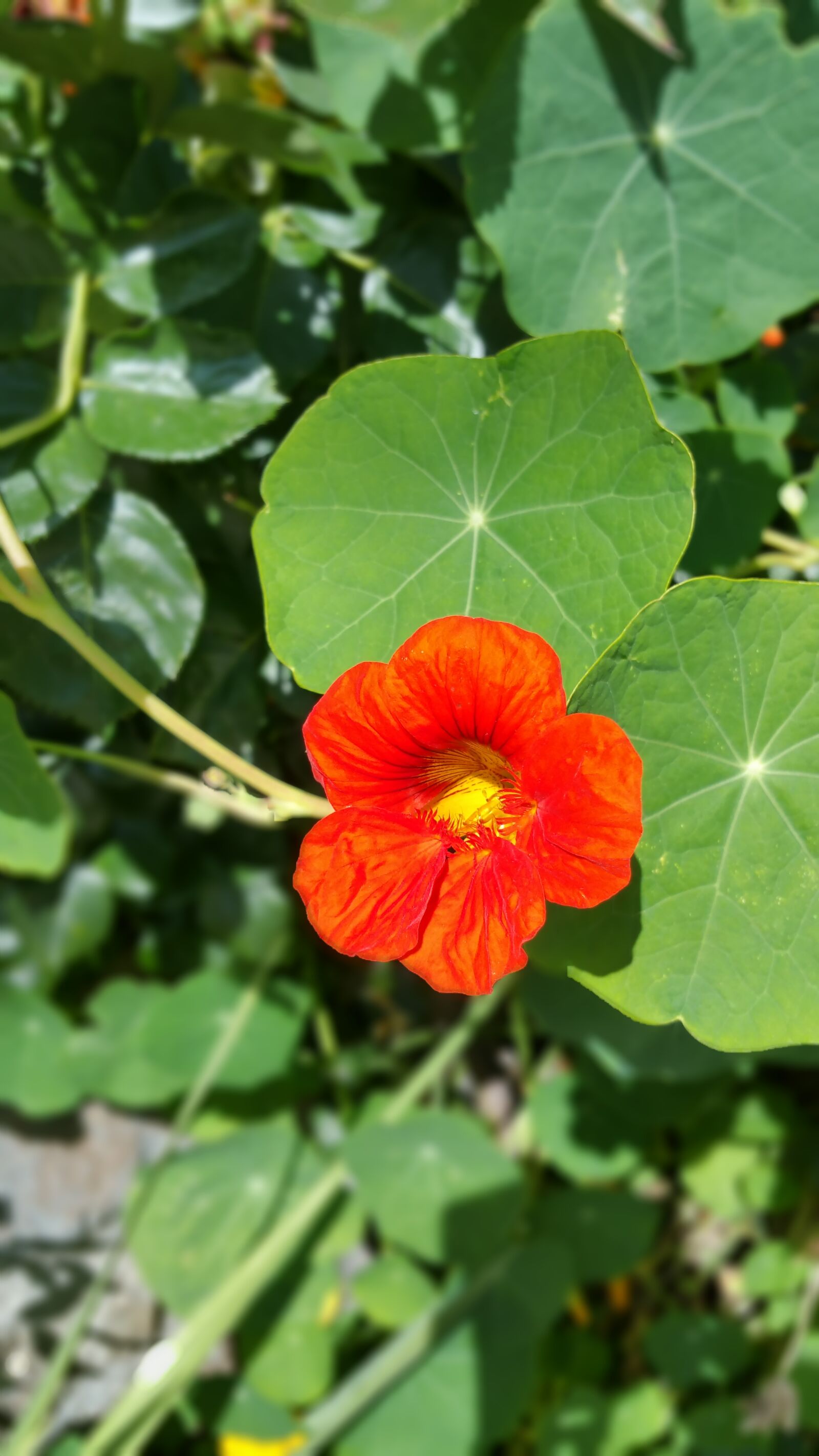 Samsung Galaxy Note4 sample photo. Flower, plant, spring photography