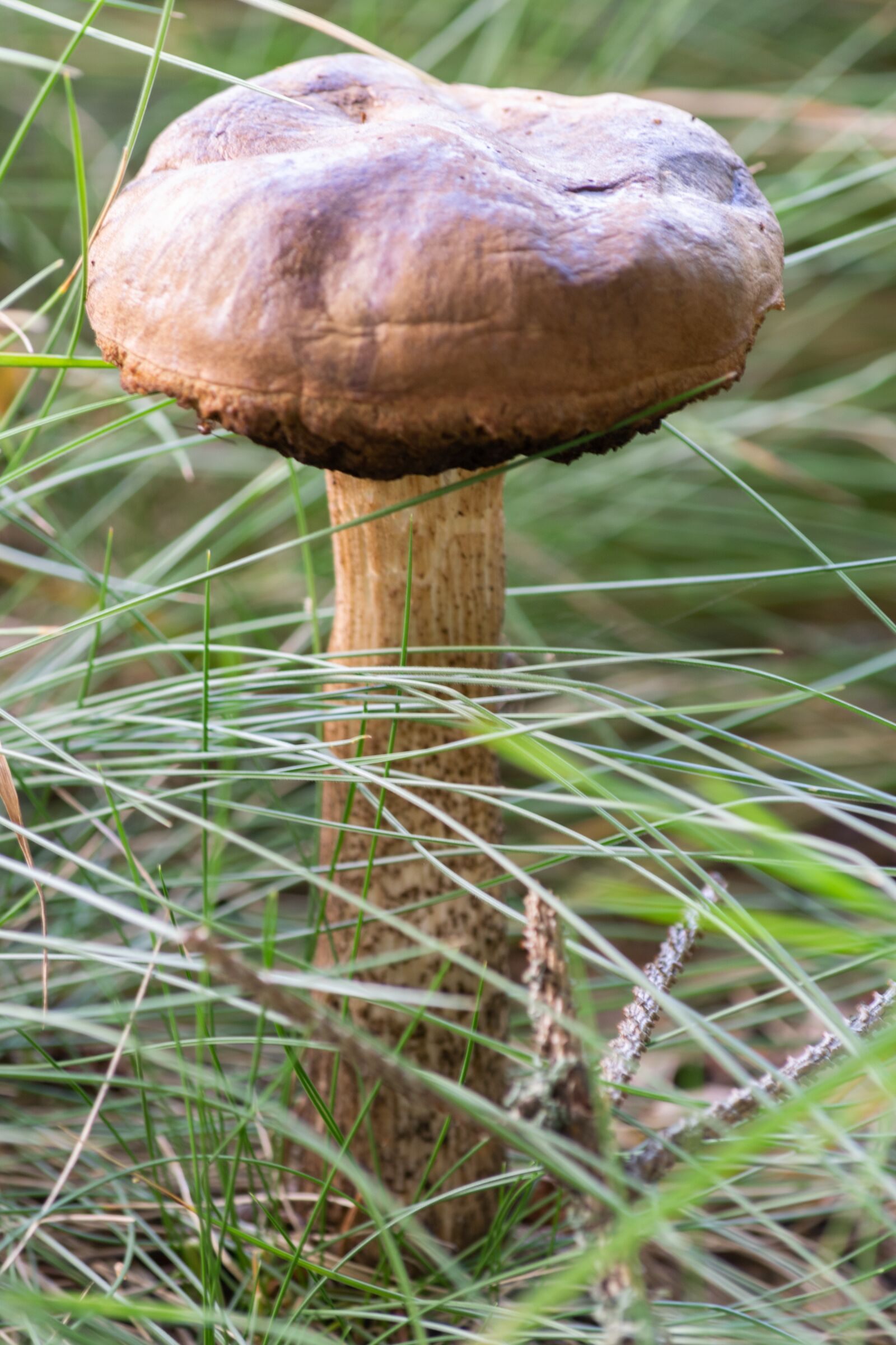 Nikon D3300 sample photo. Mushroom, forest, autumn photography