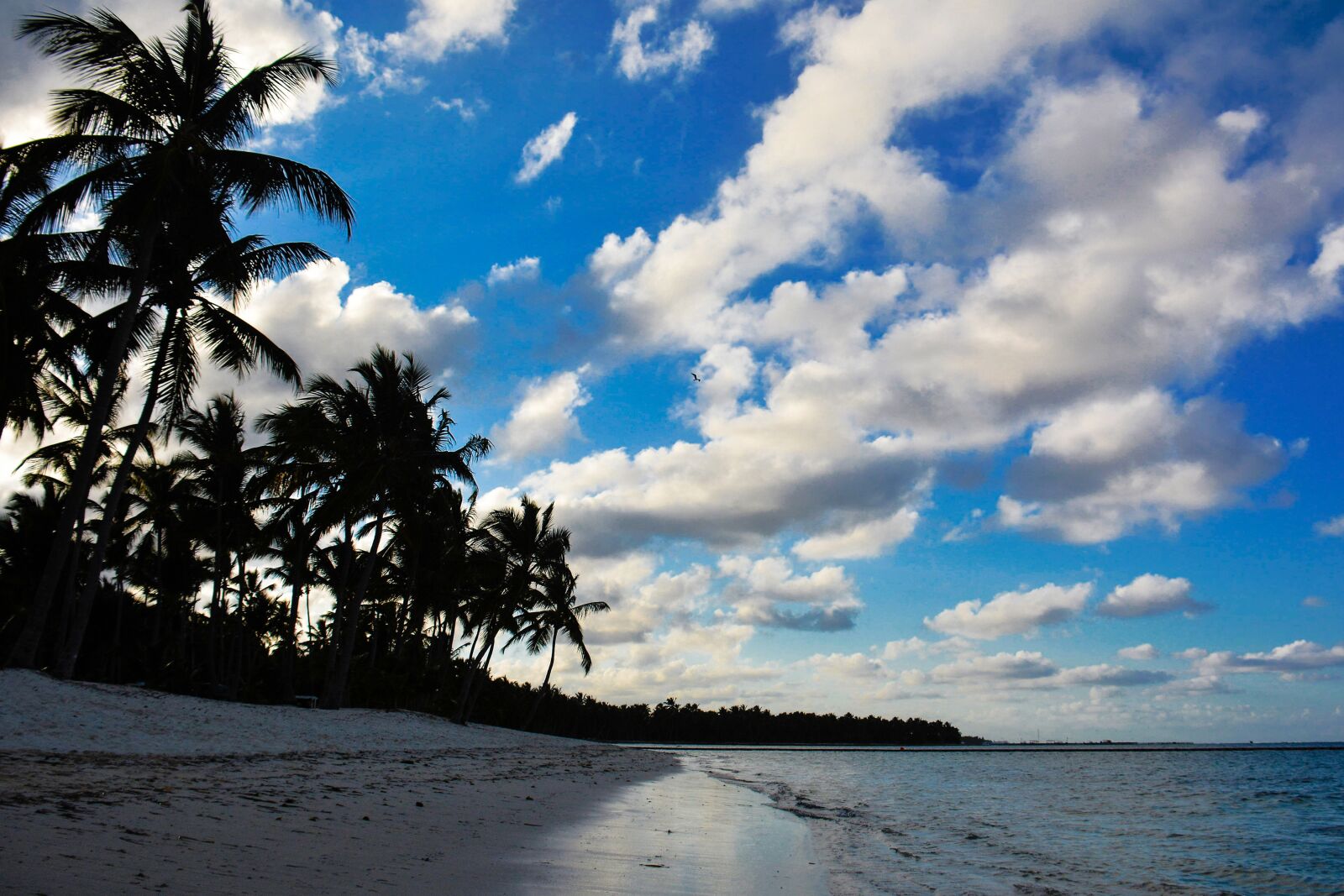 Nikon D7100 sample photo. Beach, palm, silhouette photography