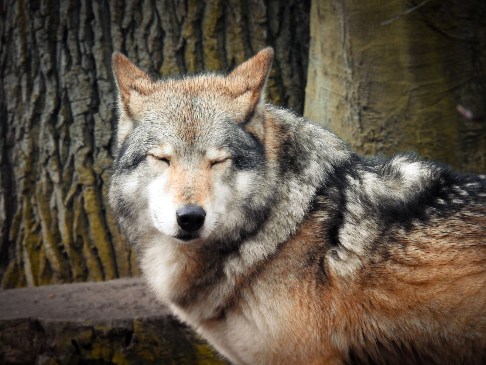 Nikon Coolpix P900 sample photo. Wolves, nature, predator photography