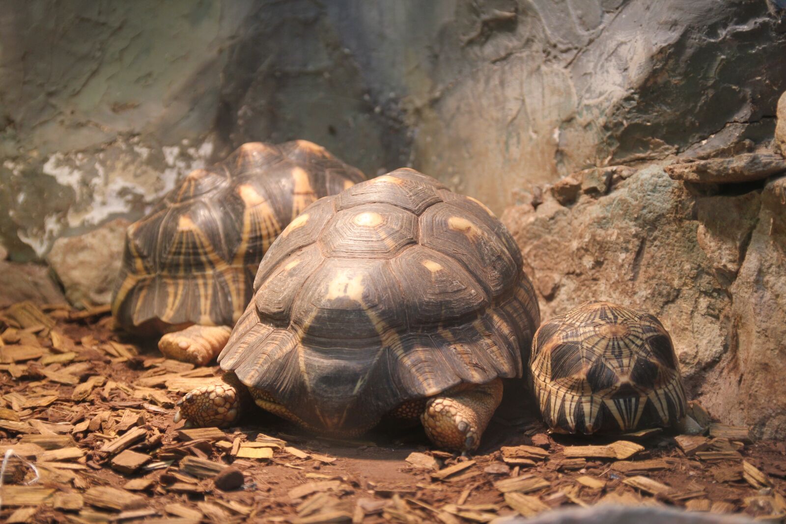 Canon EOS 550D (EOS Rebel T2i / EOS Kiss X4) sample photo. Tortoise, turtle, zoo photography