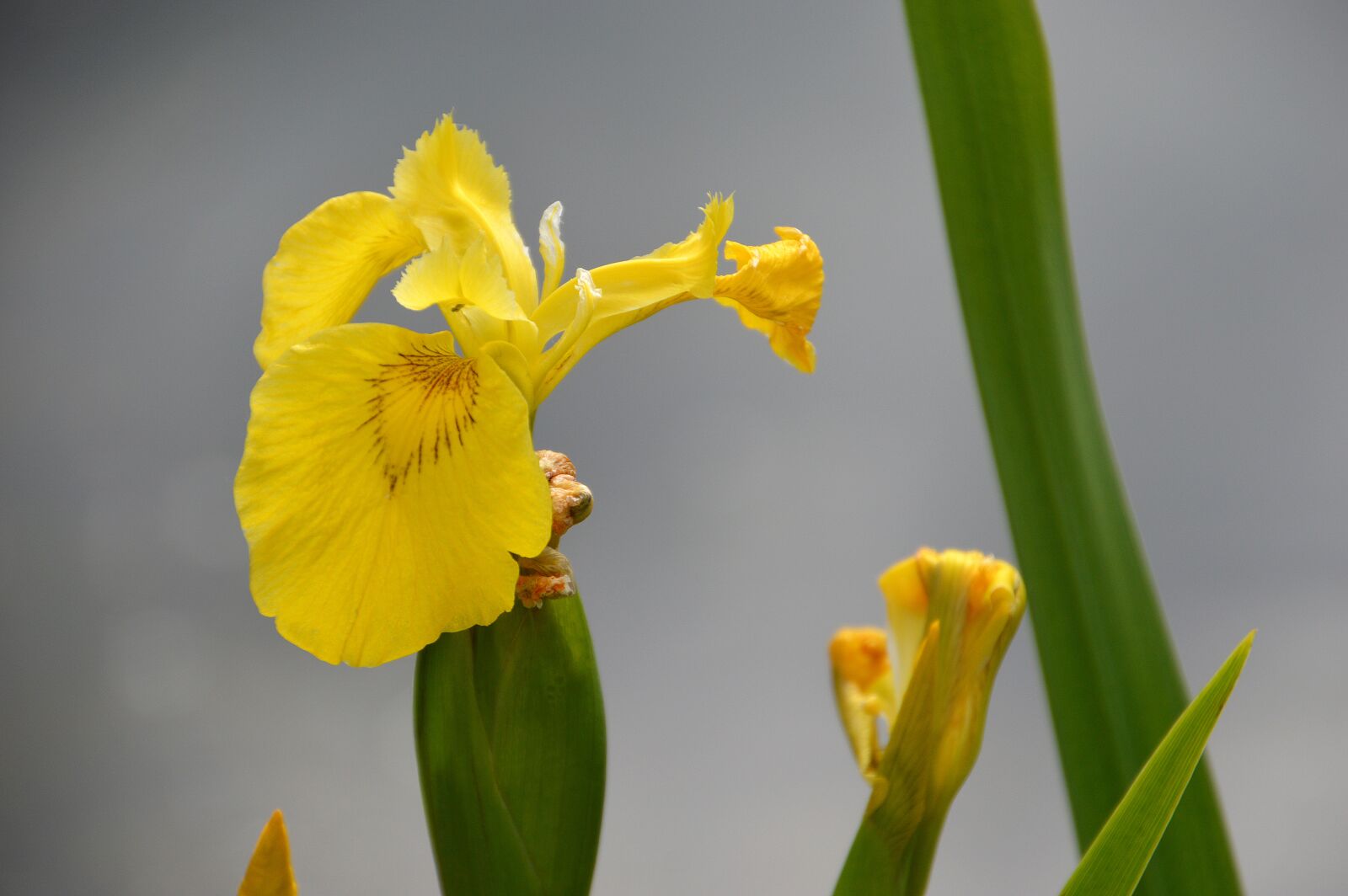 Nikon D3200 sample photo. Iris des marais, iris photography