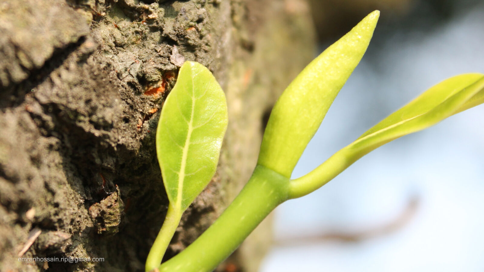 Canon EOS 1100D (EOS Rebel T3 / EOS Kiss X50) sample photo. Nature, nice, wallpaper photography