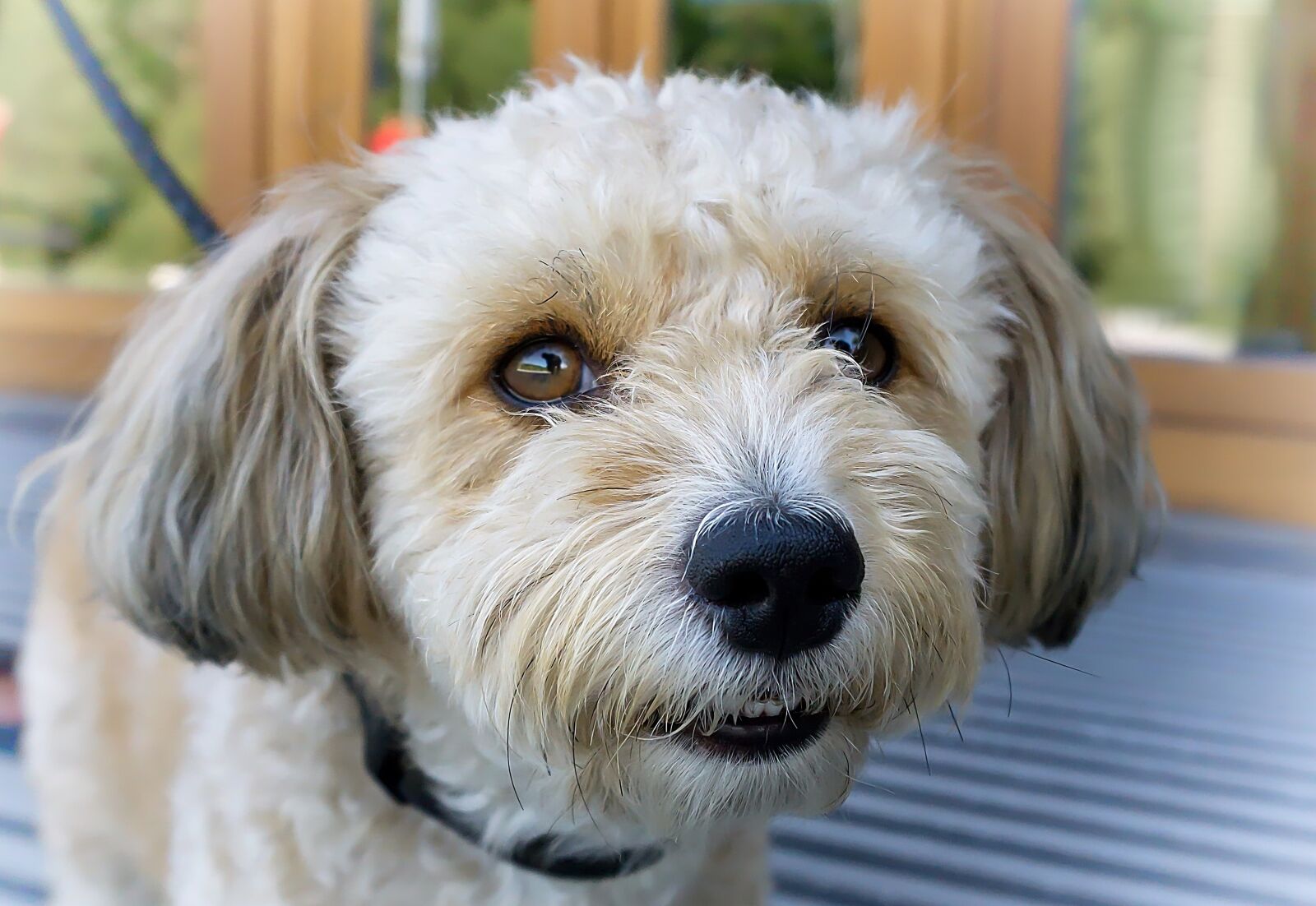 Sony E 16-50mm F3.5-5.6 PZ OSS sample photo. Dog, pet, small photography