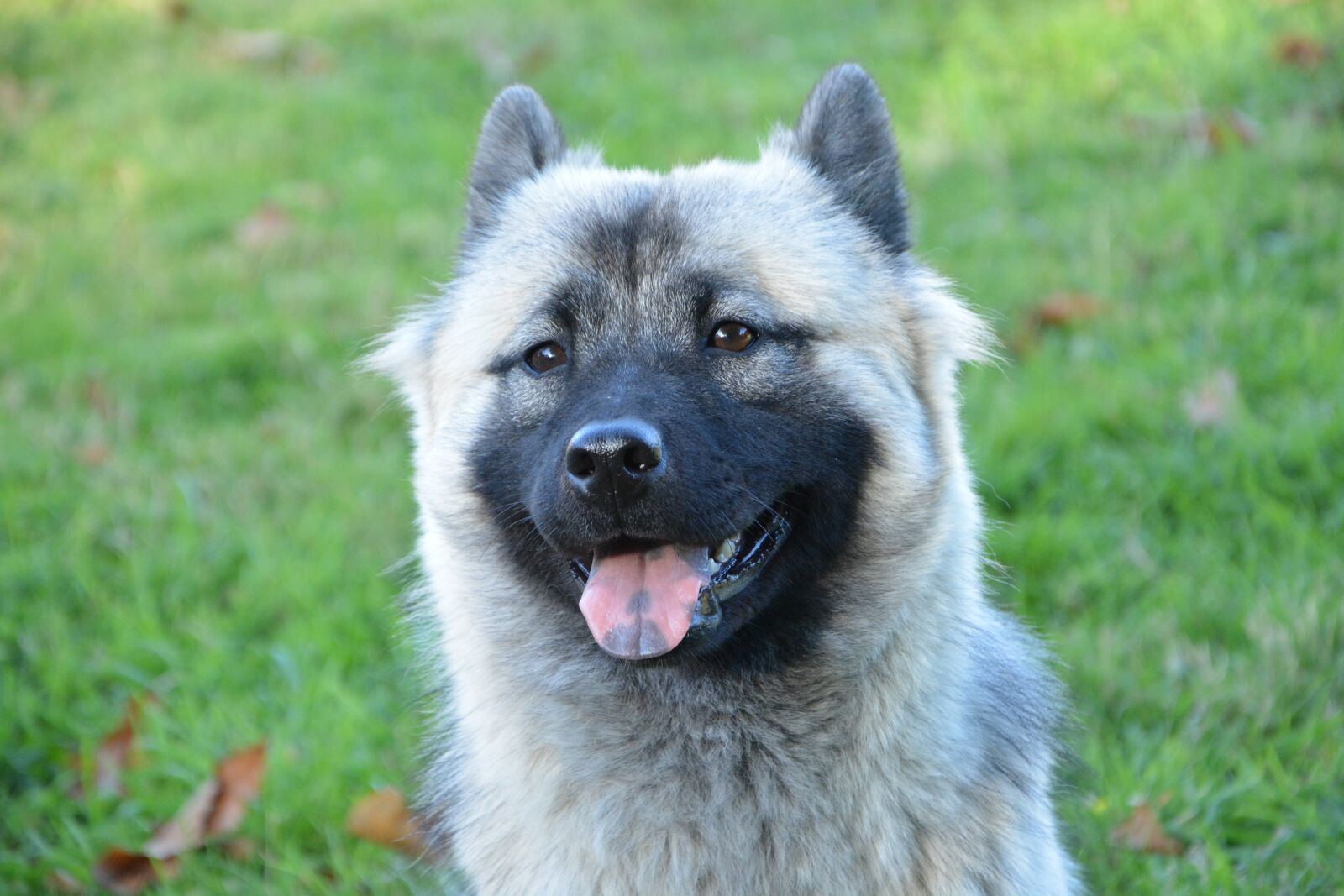 Nikon D5200 sample photo. Dog, bitch, eurasier photography