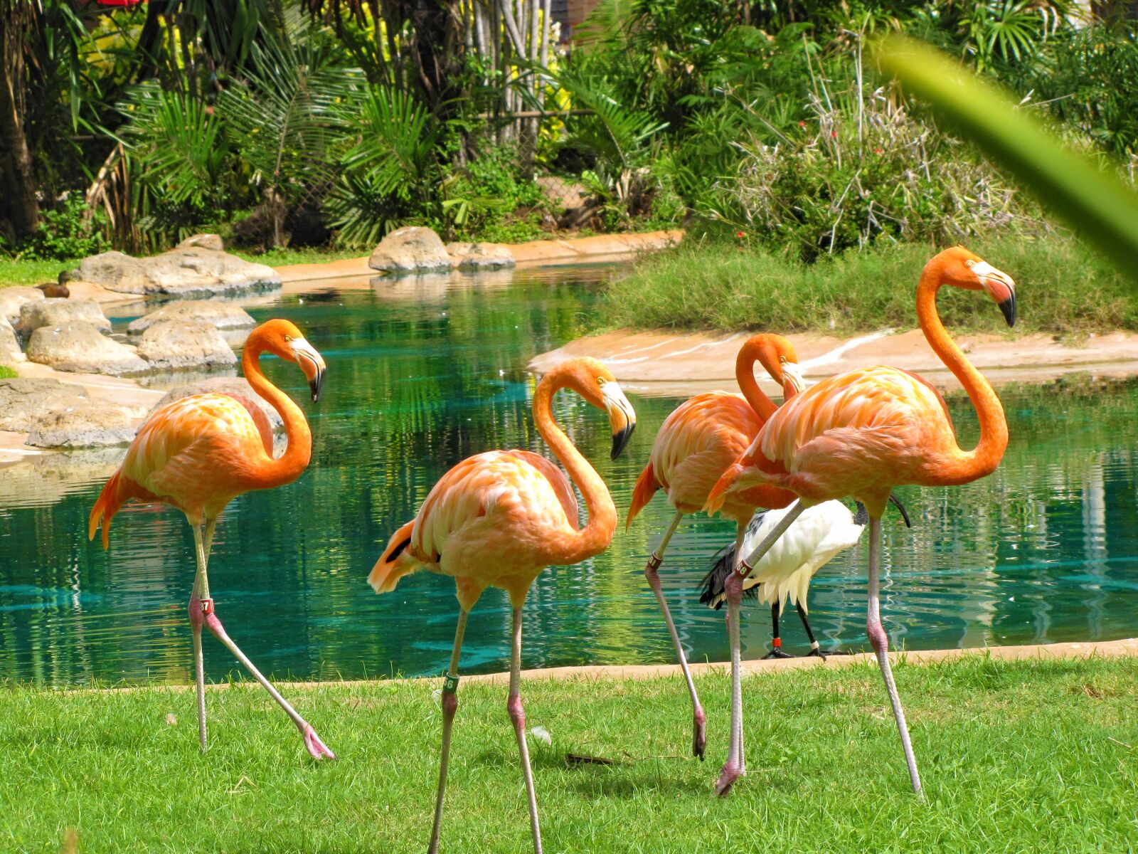 Canon PowerShot SX10 IS sample photo. Flamingo, birds, animal photography