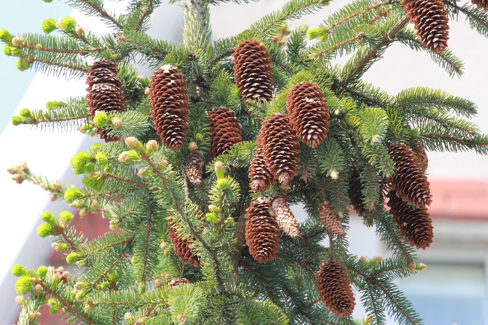 Canon EOS 550D (EOS Rebel T2i / EOS Kiss X4) sample photo. Cones, spruce, pine cone photography