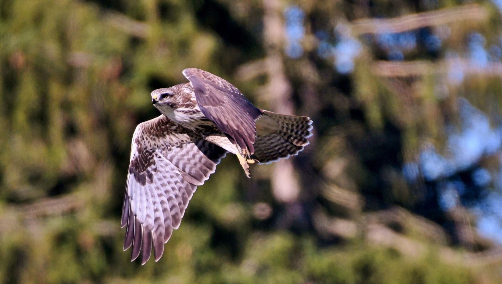 Nikon D500 sample photo. Common buzzard, bird of photography