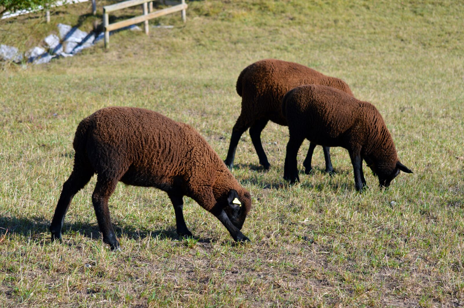Nikon D3200 sample photo. Sheep, animal, eat photography