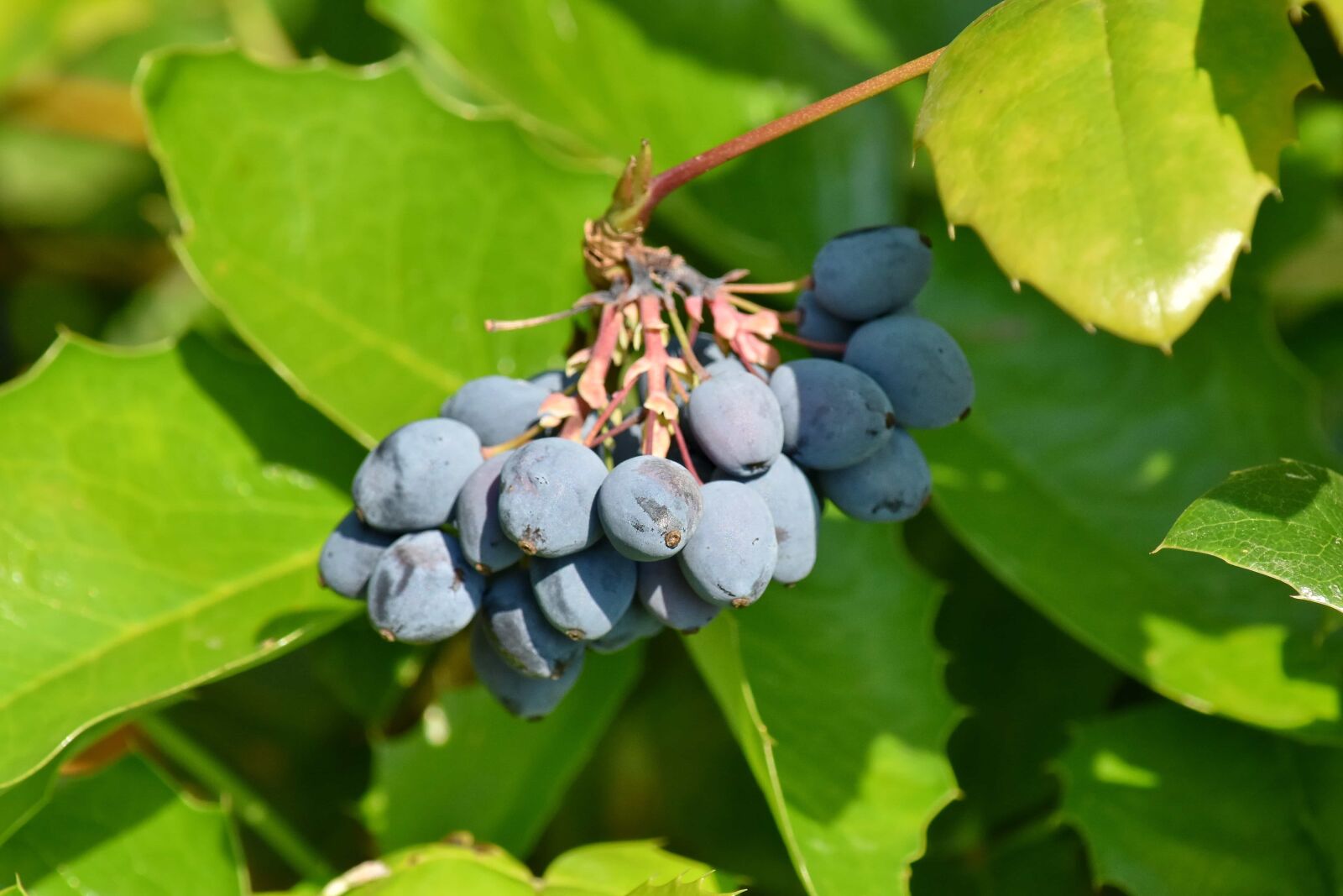 Nikon D5500 sample photo. Shrub, leaf, wine, fruit photography