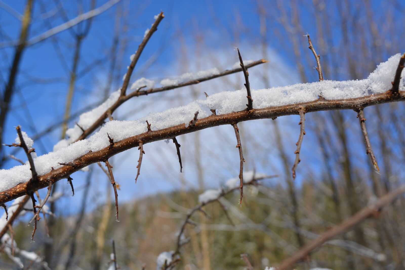 Nikon D5200 sample photo. Haluz, branch, thorns photography
