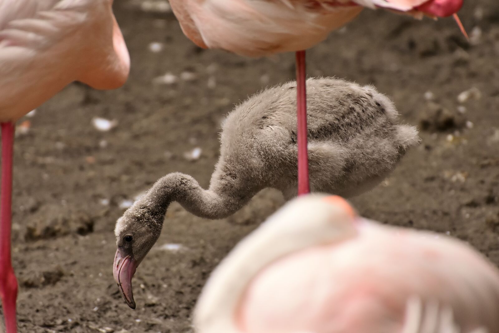 Nikon D7200 sample photo. Flamingo, young animal, chicks photography