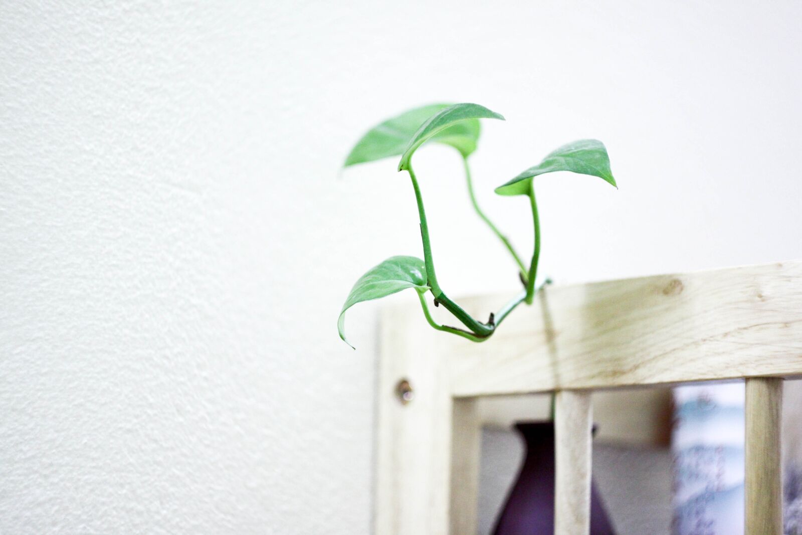 Canon EOS 50D sample photo. Plant, deco, spring photography