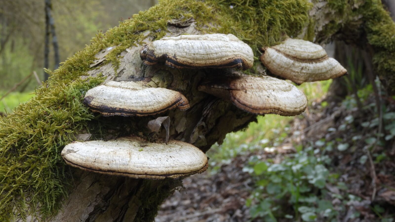 Nikon Coolpix P610 sample photo. Polypore, fungus, fungus on photography