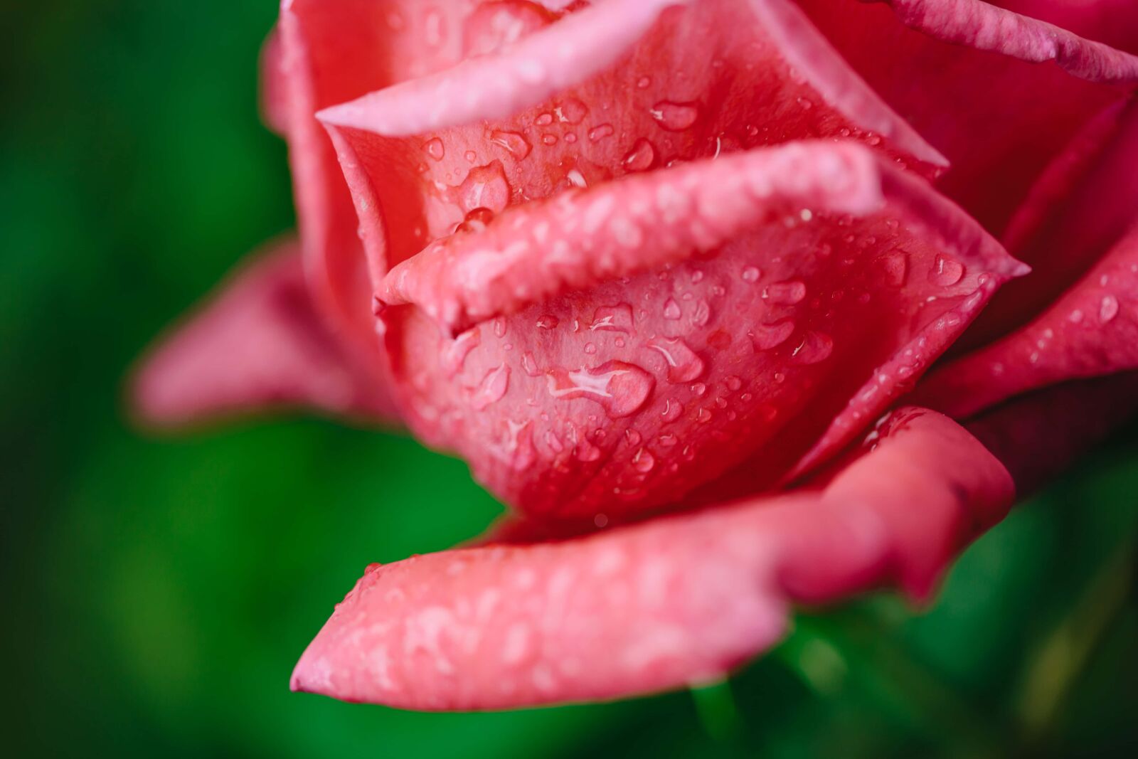 Canon EF 100mm F2.8 Macro USM sample photo. Dew, pinkish, rain, raindrop photography