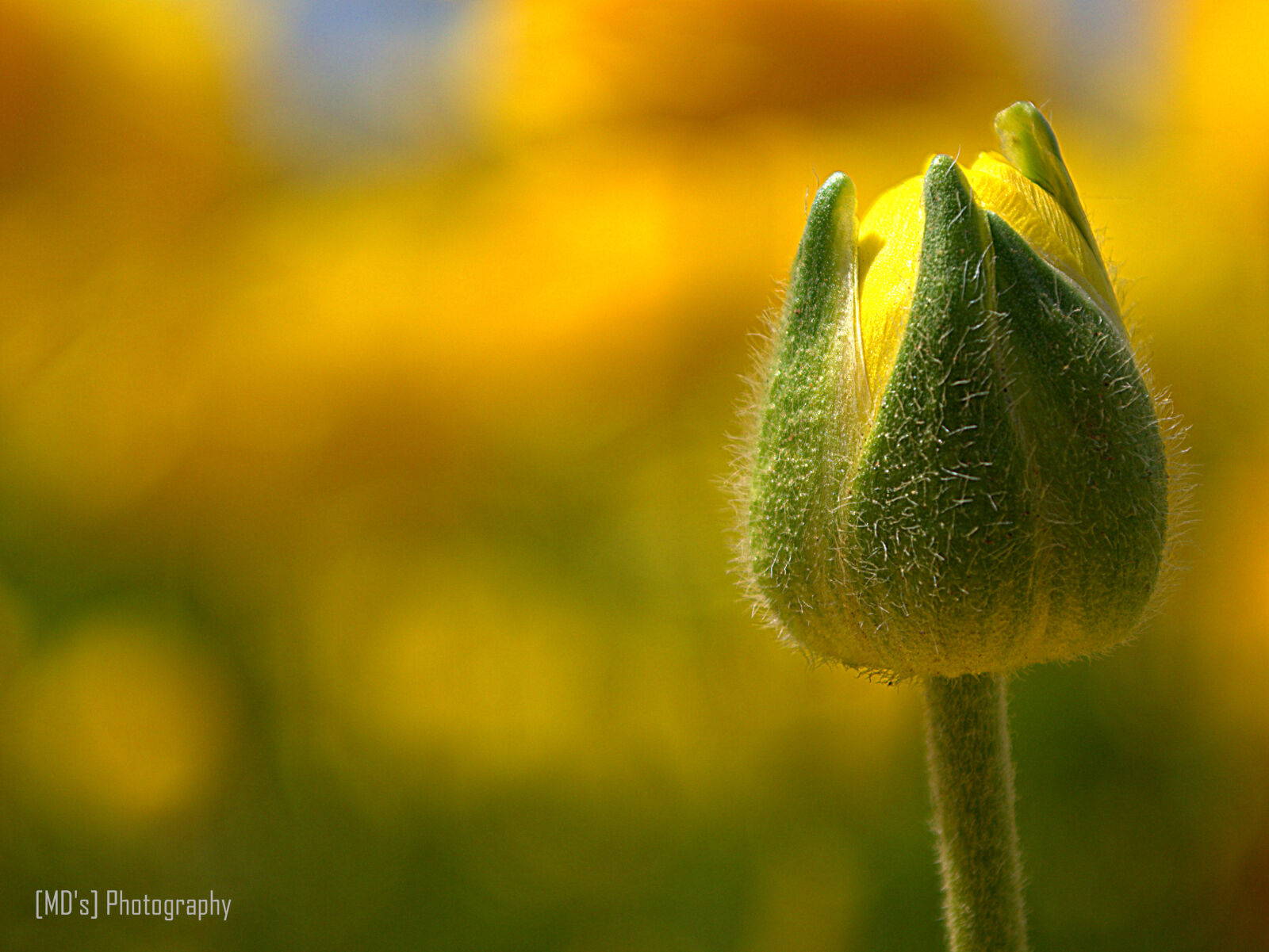 Nikon D5100 sample photo
