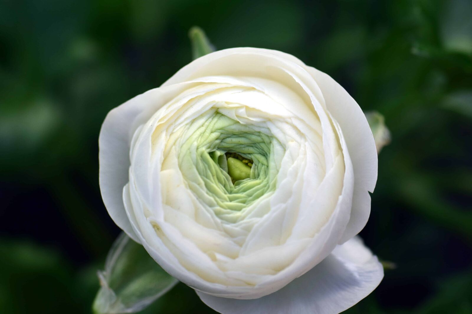 Nikon D3300 sample photo. Nature, leaf, white flower photography