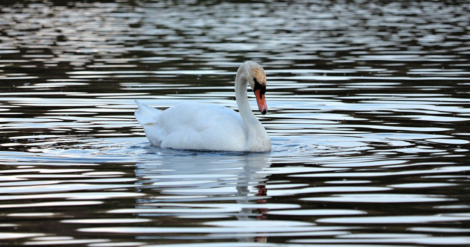 Canon EF-S 55-250mm F4-5.6 IS STM sample photo. Swan, water, nature photography