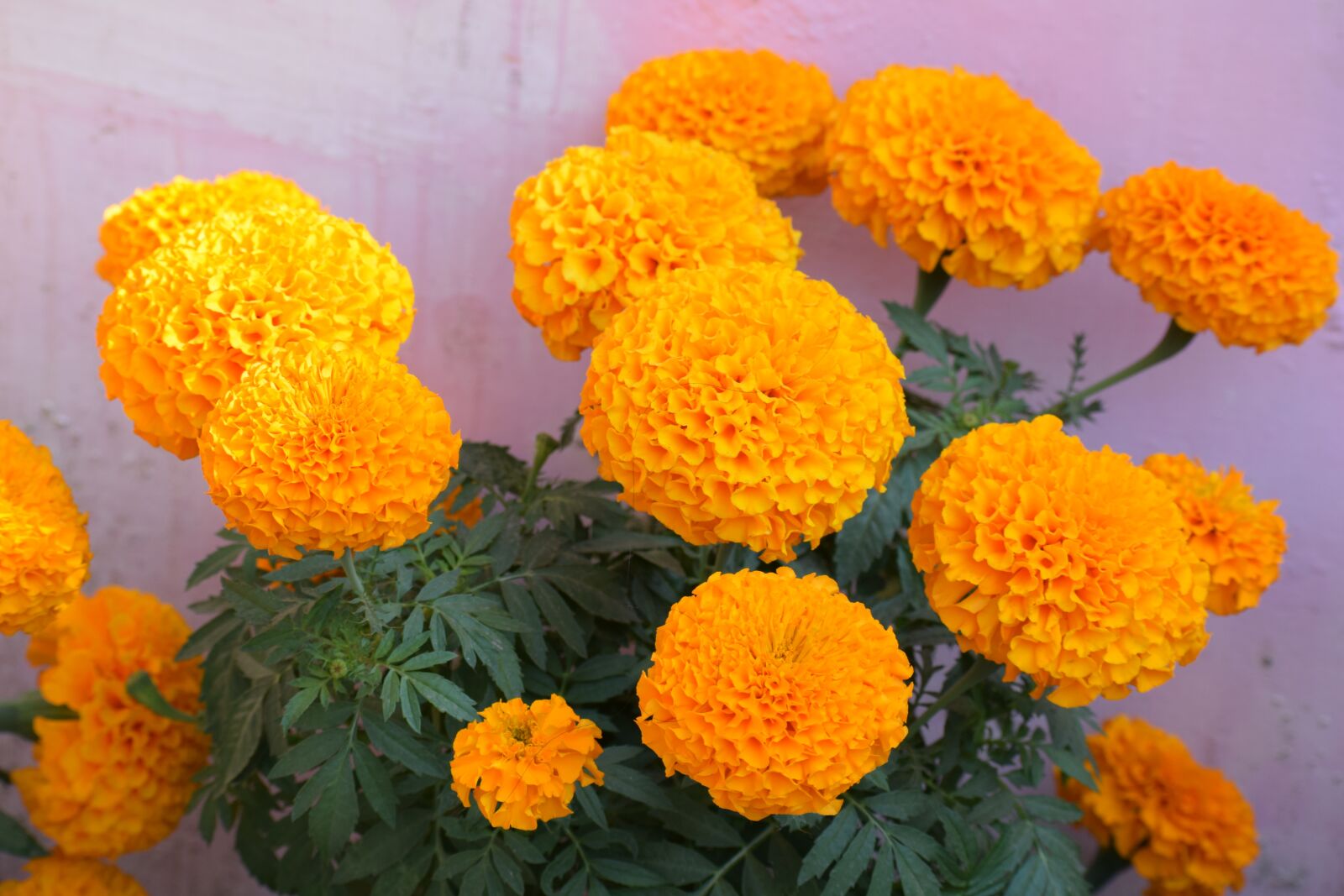 Nikon D3300 sample photo. Flowers, marigold, nature photography